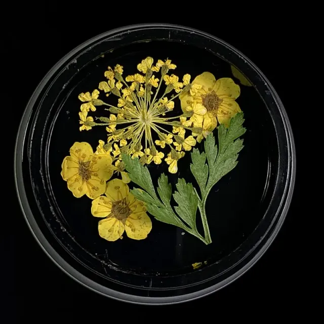 Indigo Nails Beautystones Yellow tørrede blomster til negle